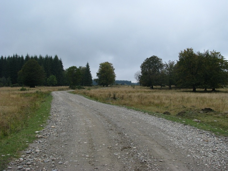 Szencsedi nárciszmezők